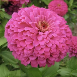 Uproar Rose Zinnia