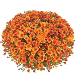 Belgian Mum® Urano Orange Plant