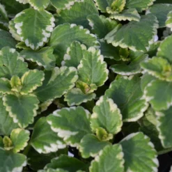 Variegated Plectranthus