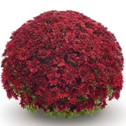 Belgian Mum® Vega Red Plant