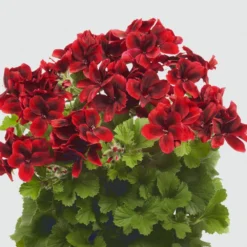 Aristo® Velvet Red Regal Geranium Plant