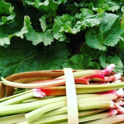 Victoria Rhubarb Plant