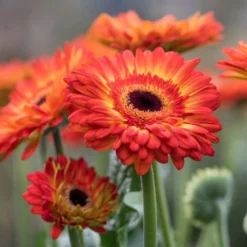 Volcanoes® Patio Gerbera