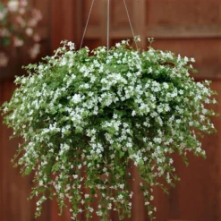 Snowtopia White Bacopa Plant
