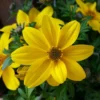 Yellow Glow Bidens Plant