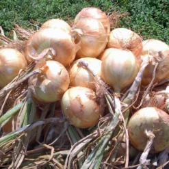 Yellow Granex Onion