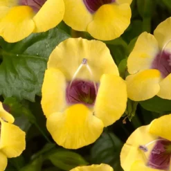 Yellow Moon Torenia