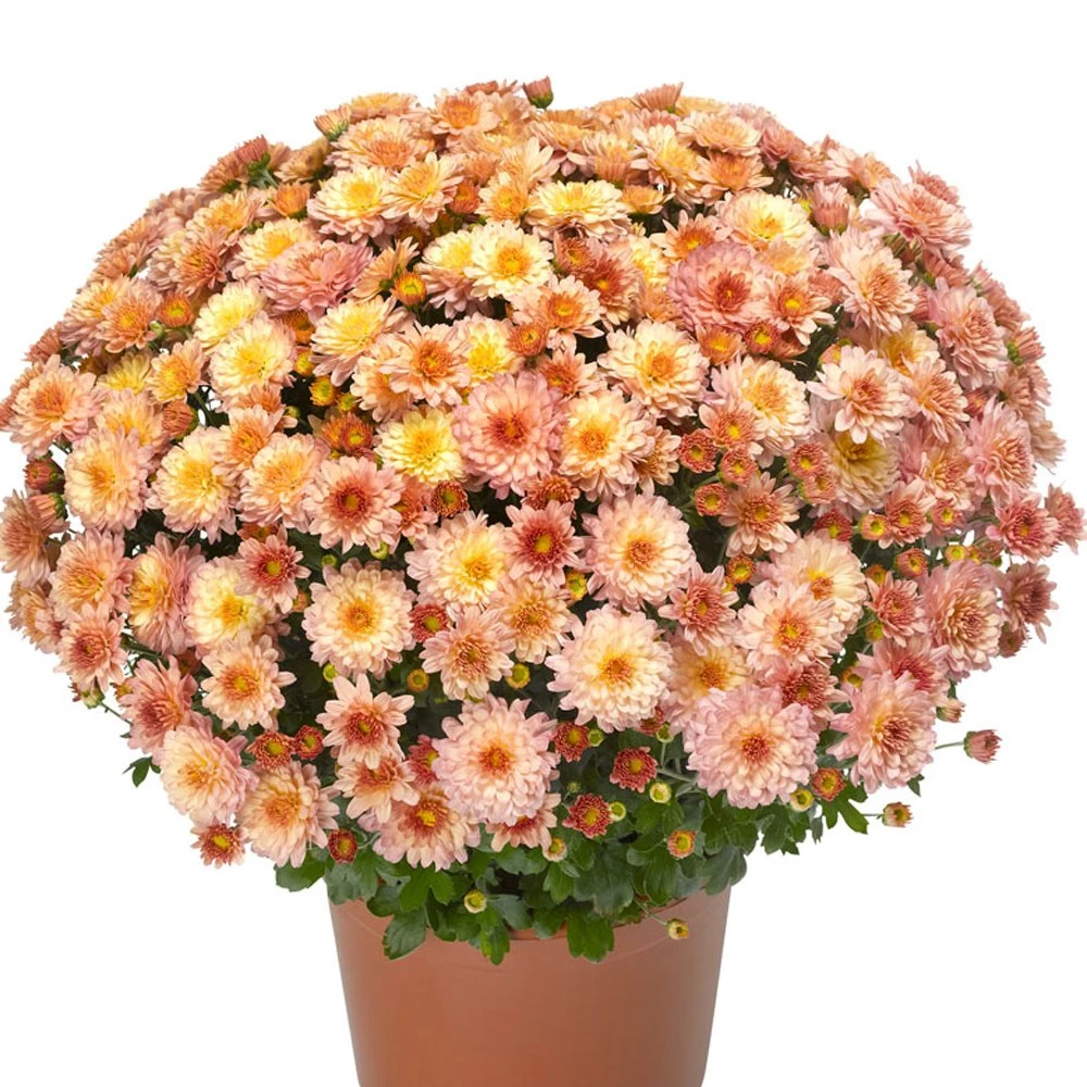 Chelsey Coral Yoder Garden Mum Plant