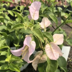 Yuyu Light Blue Bougainvillea Plant