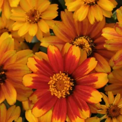 Zahara Sunburst Zinnia